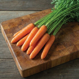 Kuroda Shin, Carrot Seeds